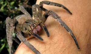 ΣΟΚΑΡΙΣΤΙΚΕΣ ΕΙΚΟΝΕΣ: Τον δάγκωσε αράχνη και δεν έδωσε σημασία…ΔΕΙΤΕ πως έγινε όμως μέσα σε 9 μέρες! [photos]