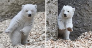 Η αξιολάτρευτη στιγμή που ένα μωράκι πολική αρκούδα περπατάει για πρώτη φορά