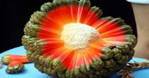 Τα 20 πιο Σπάνια Εξωτικά Φρούτα που Υπάρχουν πάνω στη Γη. Με το μικροσκοπικό Καρπούζι, θα μείνετε Άφωνοι!