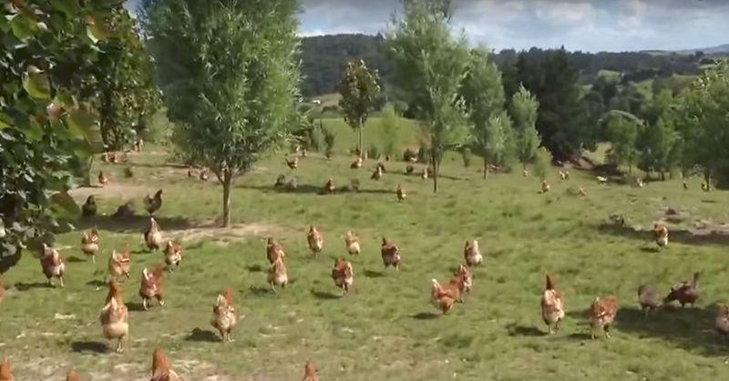 Δείτε ΠΩΣ ζουν αυτές οι Κότες και ΔΕΝ θα ξανά επιλέξετε Αβγά με τον ίδιο Τρόπο. Απίστευτο Βίντεο!