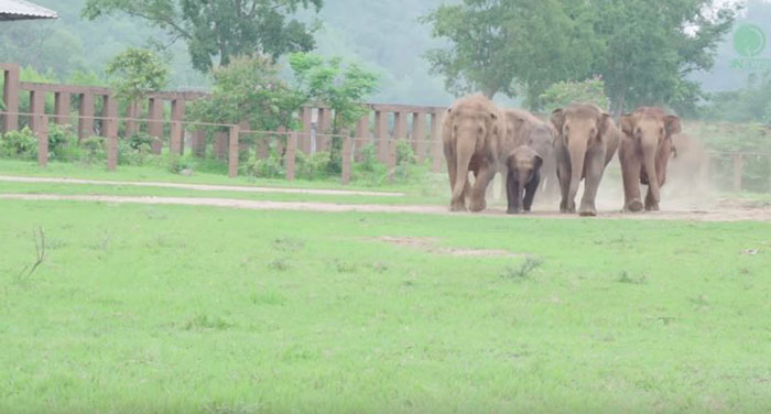 Ο,τι πιο όμορφο είδαμε σήμερα: Χαρούμενοι ελέφαντες τρέχουν να υποδεχθούν ορφανό ελαφαντάκι που σώθηκε από βέβαιο θάνατο
